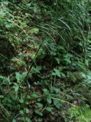 Bromus benekenii