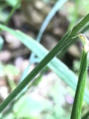Bromus benekenii
