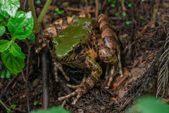 Odorrana margaretae