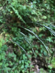 Bromus benekenii