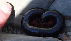 Orthoporoides