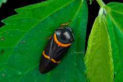 Cosmoscarta egens