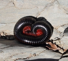 Orthoporoides
