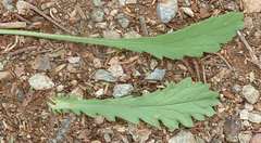 Nidorella podocephala