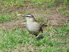 Mimus saturninus