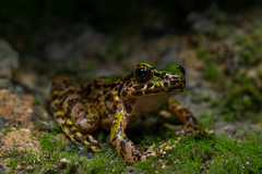 Odorrana margaretae