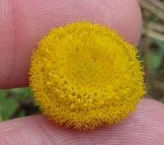 Nidorella podocephala