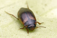 Hydroporus palustris