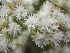 Dolichothrix ericoides