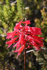 Disa ferruginea