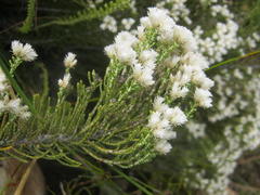 Dolichothrix ericoides