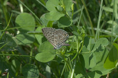 Leptotes pirithous