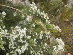 Dolichothrix ericoides
