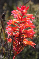 Disa ferruginea