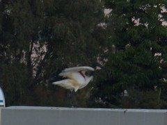 Threskiornis aethiopicus