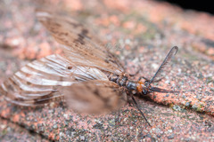 Neochauliodes