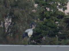 Threskiornis aethiopicus