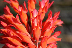 Disa ferruginea