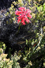 Disa ferruginea