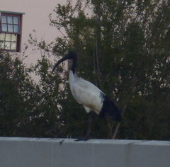 Threskiornis aethiopicus