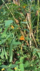 Impatiens capensis