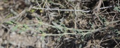 Acleisanthes