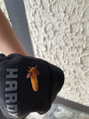 Anisota pellucida