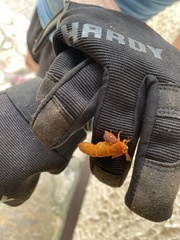 Anisota pellucida