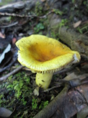 Russula flavida