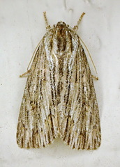 Acronicta lithospila
