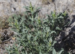 Stillingia treculiana