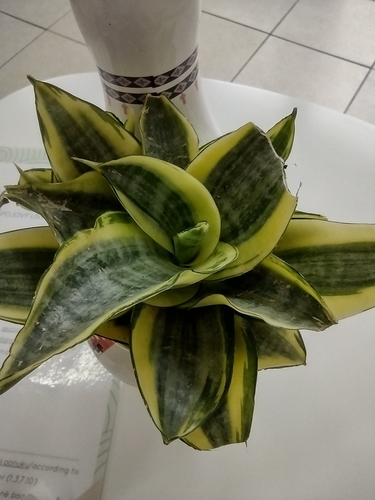 Jednosupnice (Liliopsida)