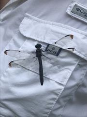 Libellula axilena