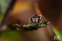 Habronattus brunneus