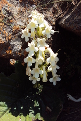 Streptocarpus vandeleurii