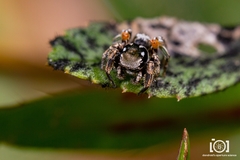Habronattus brunneus