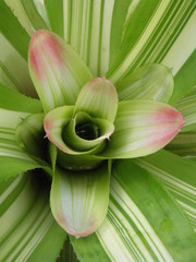 Nidularium innocentii