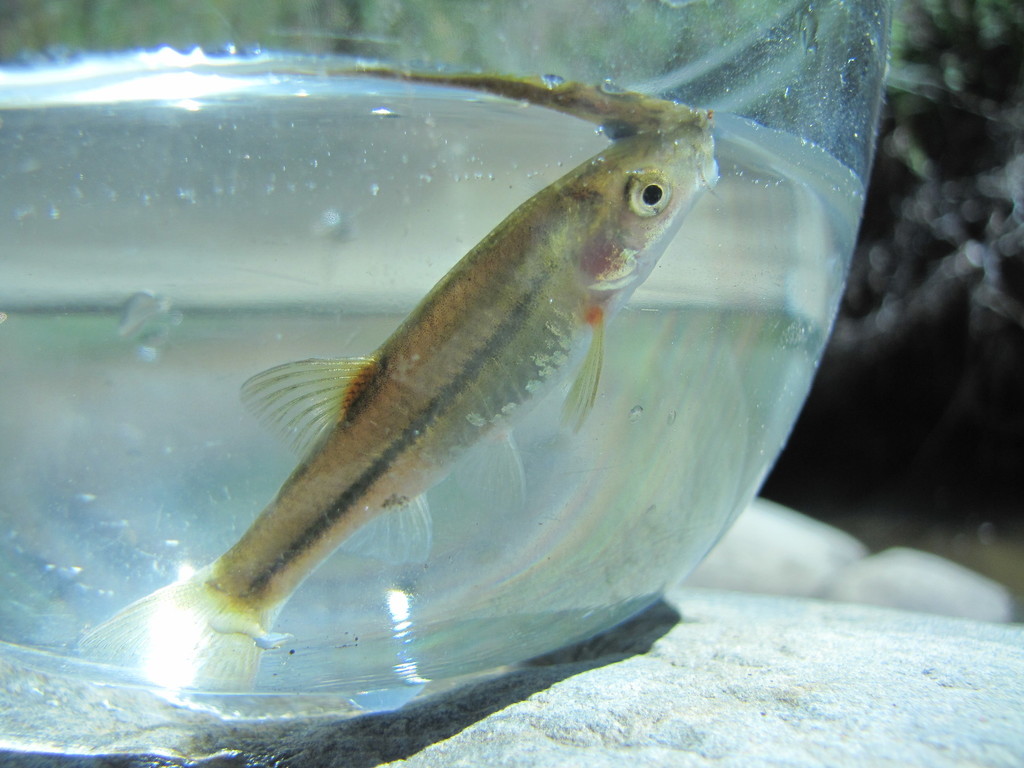 Slender Redfin