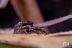 Habronattus brunneus