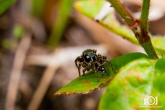 Habronattus brunneus