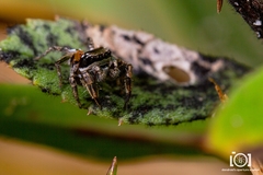 Habronattus brunneus