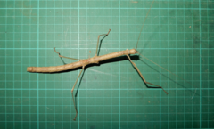 Phaenopharos khaoyaiensis