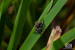 Habronattus brunneus