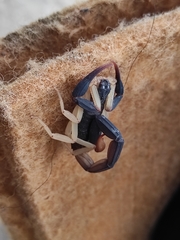 Centruroides fulvipes