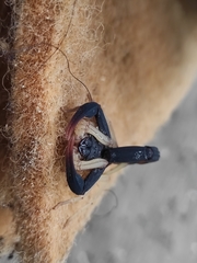 Centruroides fulvipes