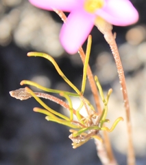 Oxalis polyphylla polyphylla