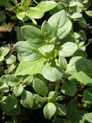 Nolana humifusa