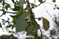 Annona longiflora