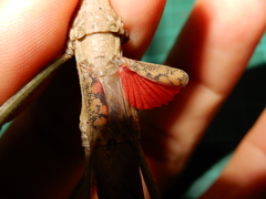 Phaenopharos khaoyaiensis