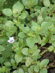 Nolana humifusa